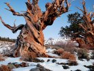 Bristlecone 268