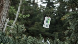 Vánočn stromečky FSC