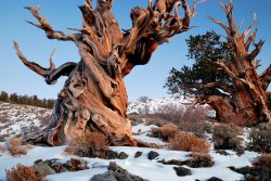 Bristlecone 268