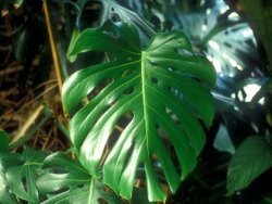 Philodendron-gr