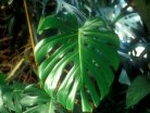Philodendron-gr