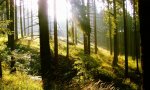Seminář WOOD CAMP:  Ekologie a dřevostavba