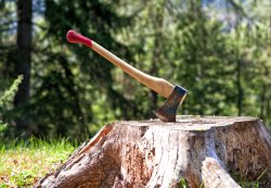 Jak vybrat kvalitní stavební dřevo