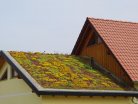 zelená střecha