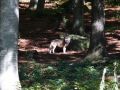 Vlk v zoologické zahradě v Bavorském lese