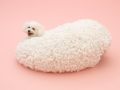 architecture-for-dogs-6