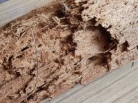 02 tram s korinky a rhizomorfami_3