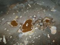 03 Coniophora puteana