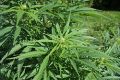 250px-Cannabis sativa plant (4)