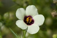 Kenaf – přírodní ibišková vlákna v izolaci