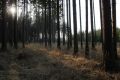 dřevo les slunce