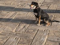 34 echt dřevěná terasa podlaha