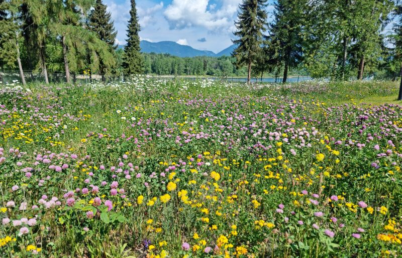 DrevoaStavby.cz Srub z mohutných smrkových kulatin Slovensko 5