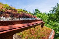 zelena-extenzivni-strecha-detail-dreamstime