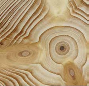 Smrkove drevo struktura