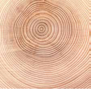 letokruhy smrkoveho dreva