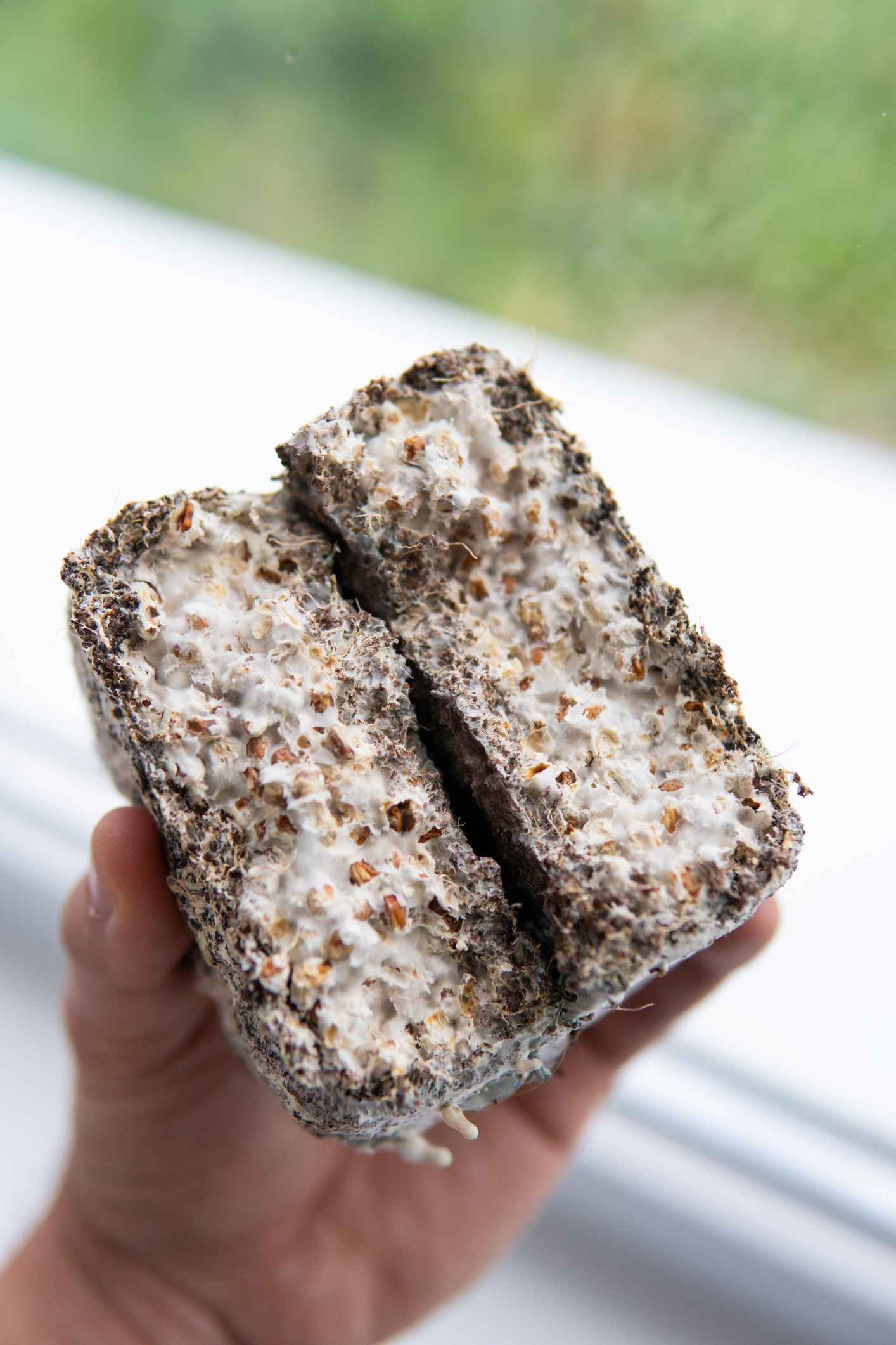mycelium ve stavebnictvi