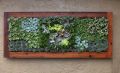 03 succulent-living-wall-treatment