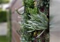 07 living-wall-succulent-planting
