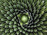 Fibonacci-sequence-in-nature ok