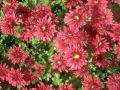 CCchrysanthemum-burgundy-1024x768