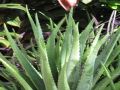starr-090922-5251